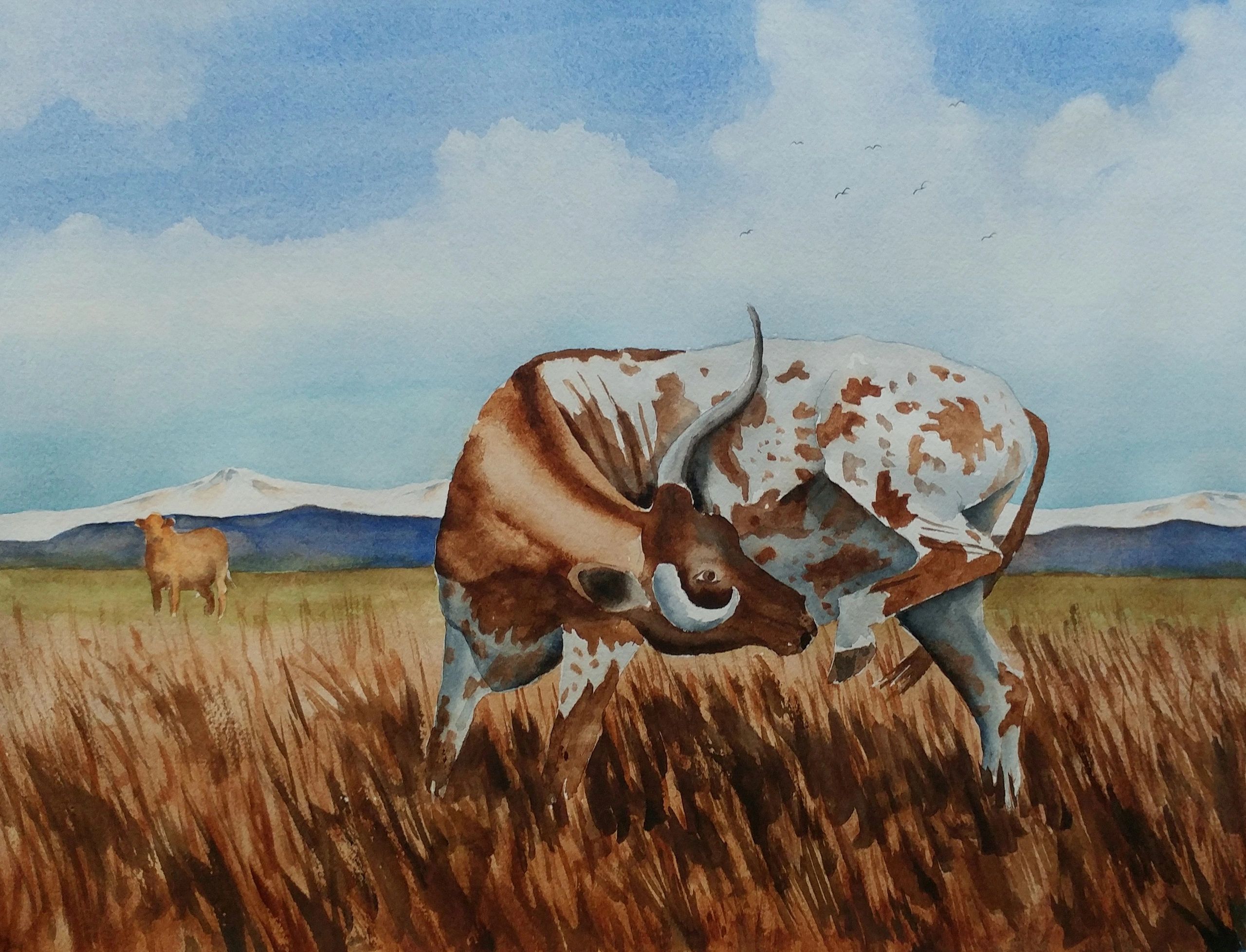 Texas Longhorn